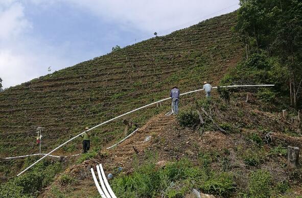 巧用滴灌，農(nóng)專(zhuān)家手把手教你種出好柚子！