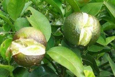 果實(shí)到底為什么會(huì)裂果，原因居然是這些！